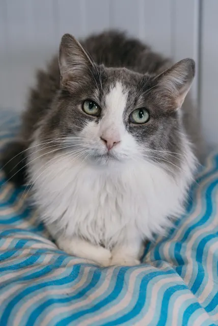 Базилик — кошка, Москва