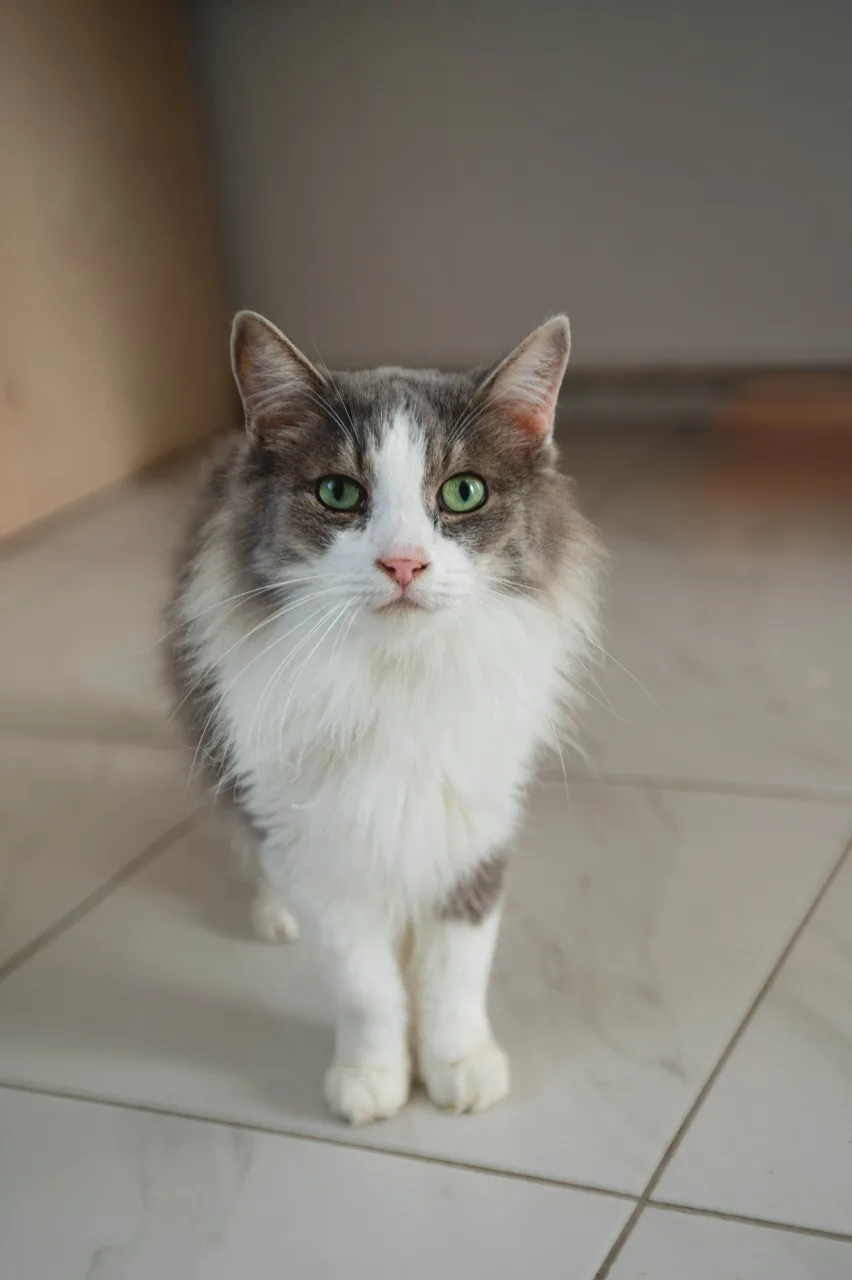Кошка Базилик, кот, Приют Бирюлево, Москва. Фото 3 из 9.