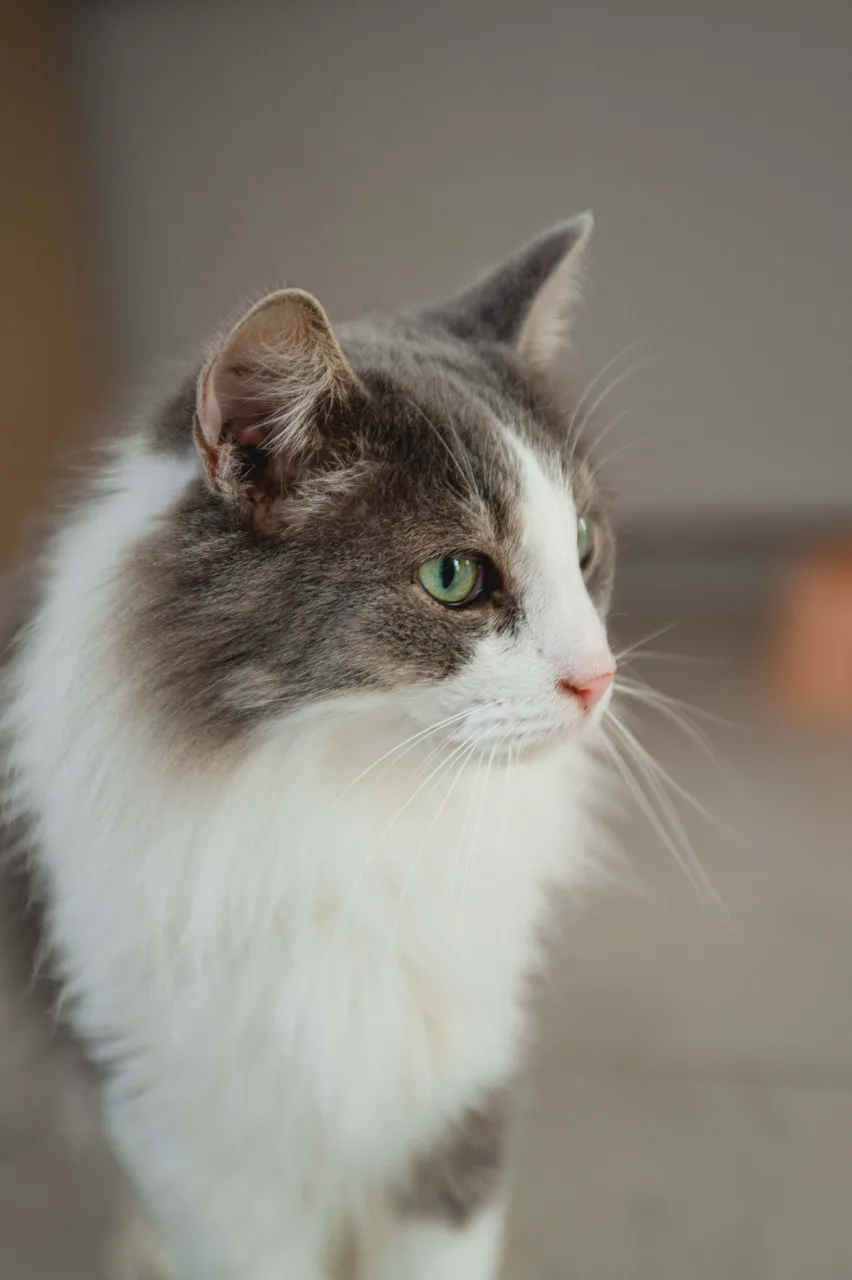 Кошка Базилик, кот, Приют Бирюлево, Москва. Фото 4 из 9.