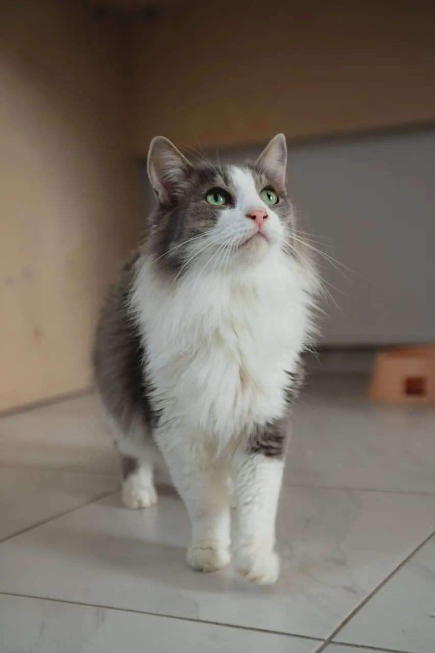 Кошка Базилик, кот, Приют Бирюлево, Москва. Фото 5 из 9.