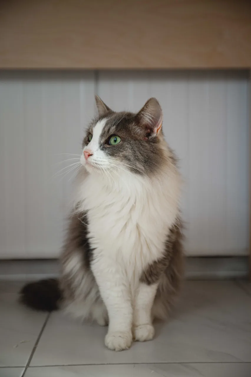 Кошка Базилик, кот, Приют Бирюлево, Москва. Фото 6 из 9.