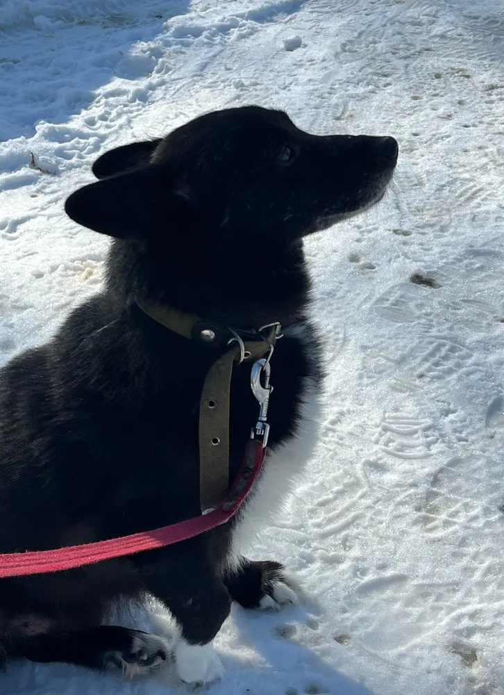 Собака Егорка, кобель, Первоуральское городское общество защиты животных, Первоуральск. Фото 9 из 20.