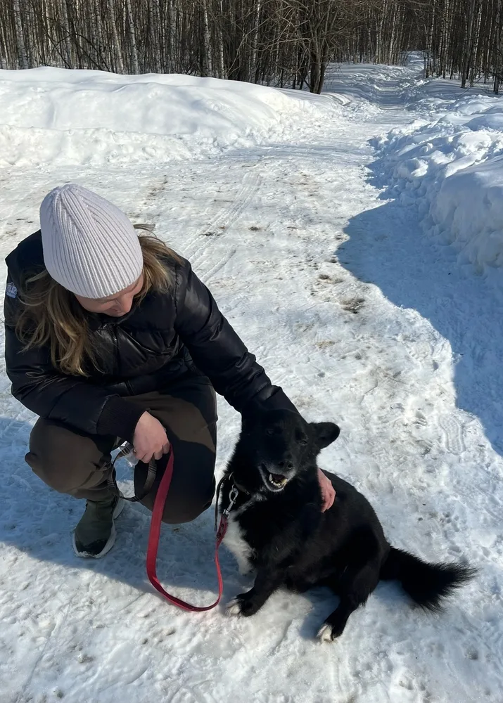 Собака Егорка, кобель, Первоуральское городское общество защиты животных, Первоуральск. Фото 13 из 20.