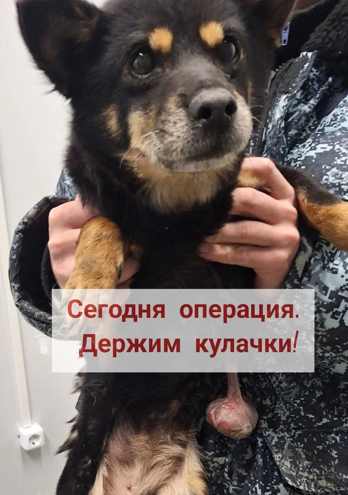 Собака Зоя, сука, Первоуральское городское общество защиты животных, Первоуральск. Фото 14 из 20.