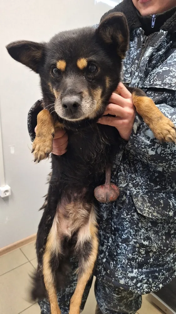 Собака Зоя, сука, Первоуральское городское общество защиты животных, Первоуральск. Фото 18 из 20.