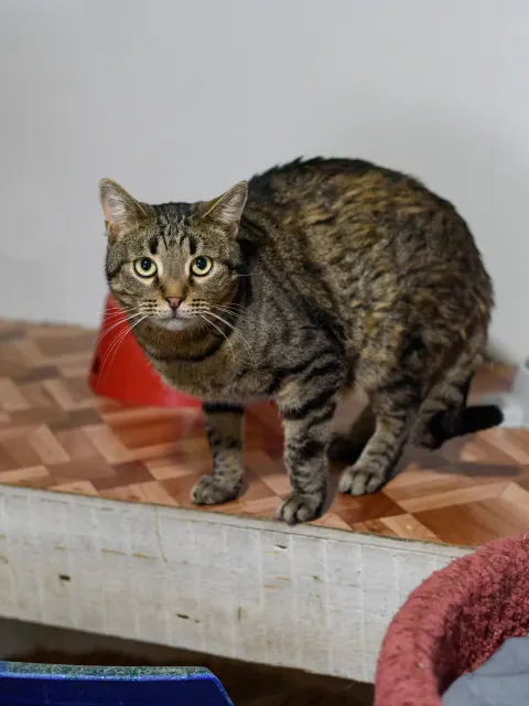 Нарзан — кошка, Москва