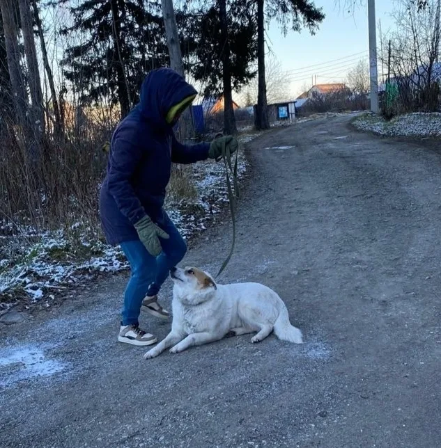 Собака Стрелка, сука, Первоуральское городское общество защиты животных, Первоуральск. Фото 5 из 9.