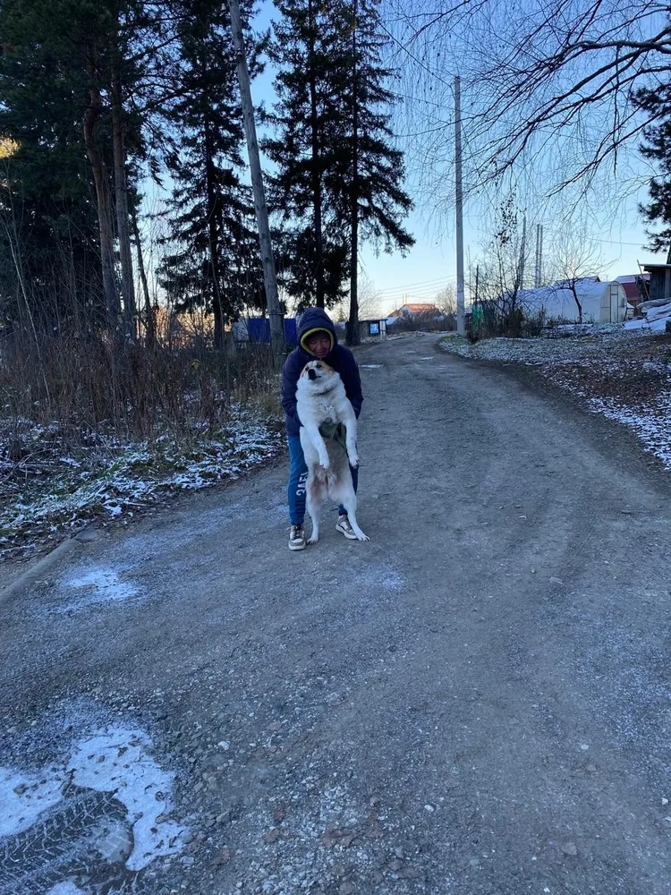 Собака Стрелка, сука, Первоуральское городское общество защиты животных, Первоуральск. Фото 9 из 9.