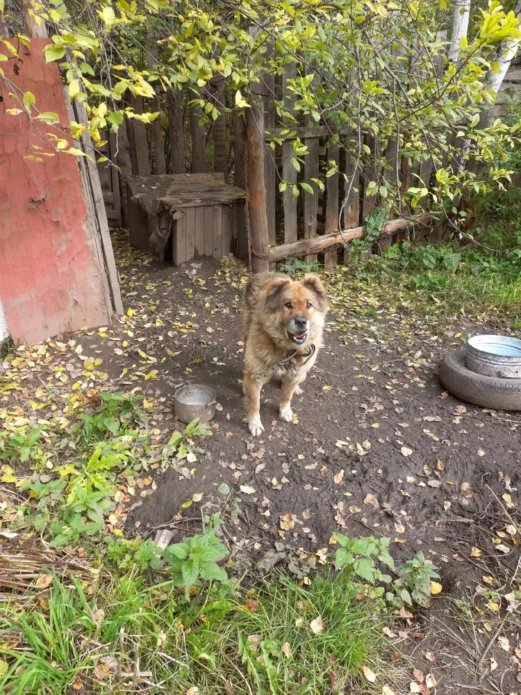 Собака Граф, кобель, Первоуральское городское общество защиты животных, Первоуральск. Фото 3 из 5.