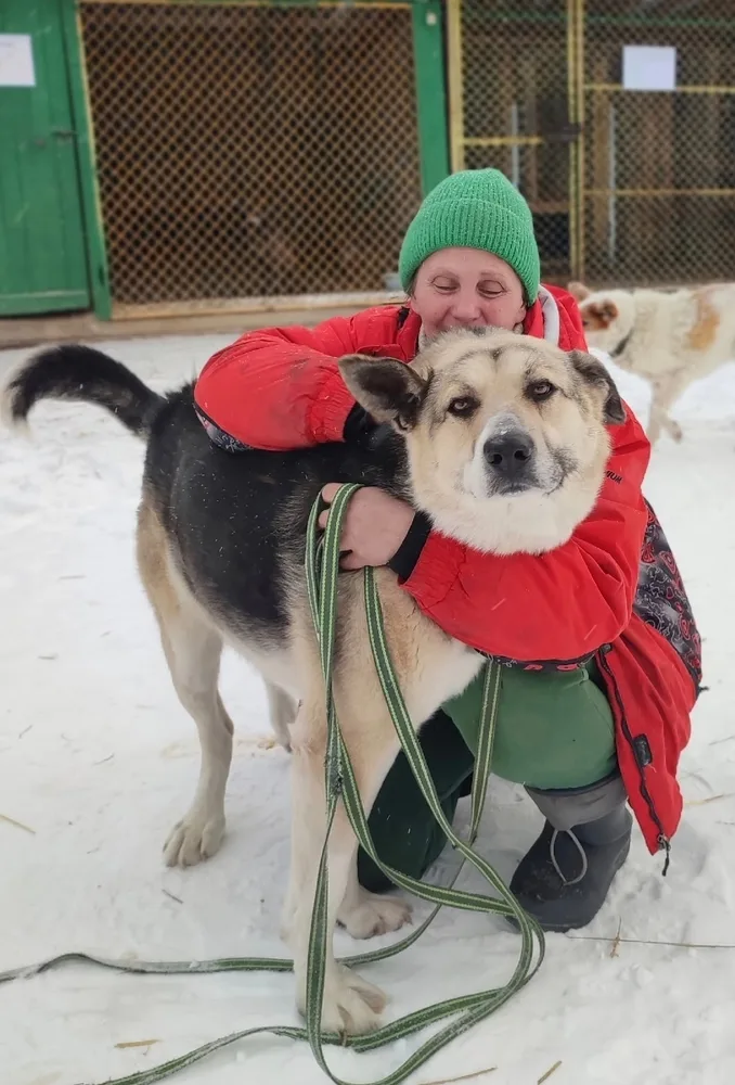 Собака Грей, кобель, Первоуральское городское общество защиты животных, Первоуральск. Фото 2 из 20.