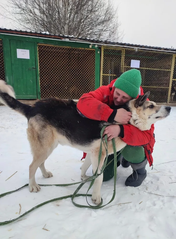 Собака Грей, кобель, Первоуральское городское общество защиты животных, Первоуральск. Фото 4 из 20.