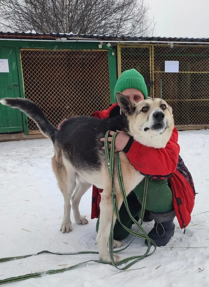 Собака Грей, кобель, Первоуральское городское общество защиты животных, Первоуральск. Фото 5 из 20.