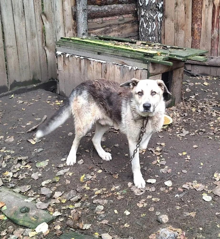 Собака Грей, кобель, Первоуральское городское общество защиты животных, Первоуральск. Фото 16 из 20.
