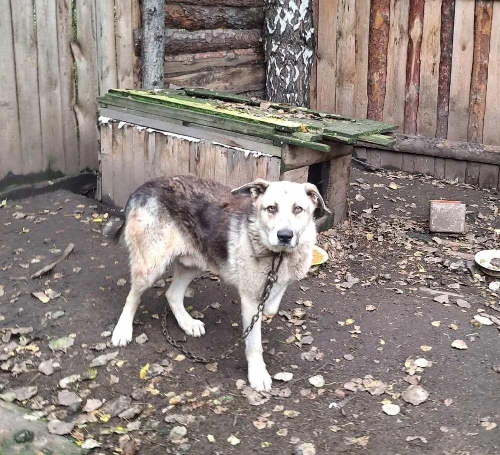 Собака Грей, кобель, Первоуральское городское общество защиты животных, Первоуральск. Фото 17 из 20.