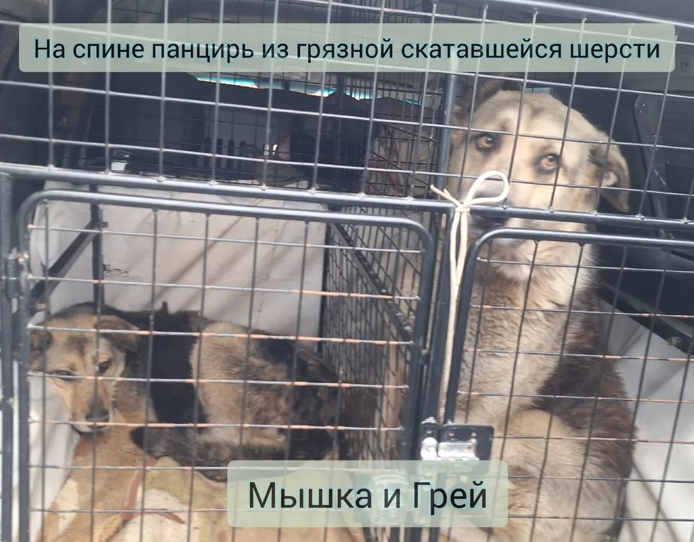 Собака Грей, кобель, Первоуральское городское общество защиты животных, Первоуральск. Фото 19 из 20.