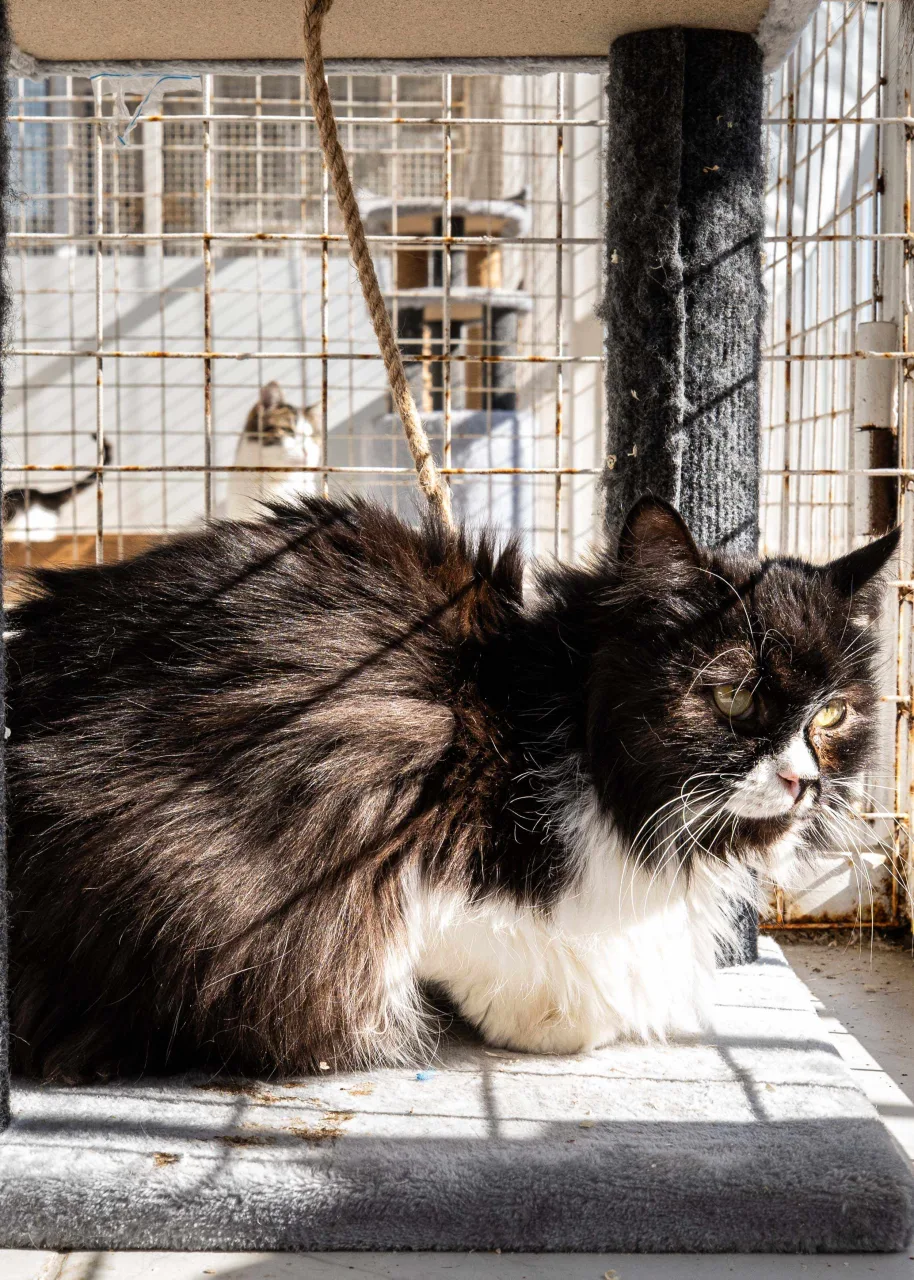 Кошка Шанель, кошка, Приют Бирюлево, Москва. Фото 8 из 8.
