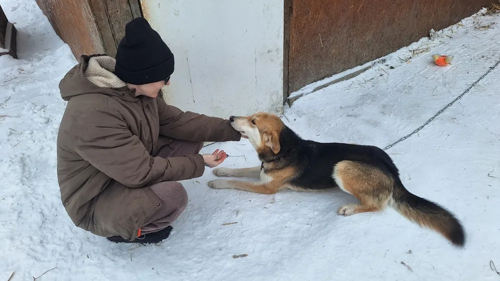 Собака Струнка, сука, Первоуральское городское общество защиты животных, Первоуральск. Фото 1 из 20.