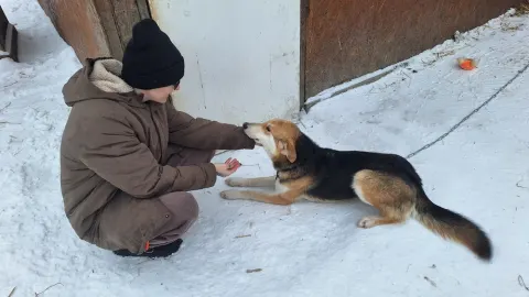Струнка - собака 1 год, Первоуральск