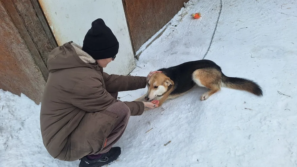 Собака Струнка, сука, Первоуральское городское общество защиты животных, Первоуральск. Фото 13 из 20.