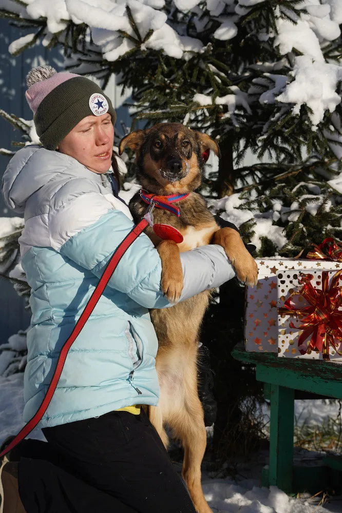 Собака Дези, сука, Первоуральское городское общество защиты животных, Первоуральск. Фото 17 из 20.