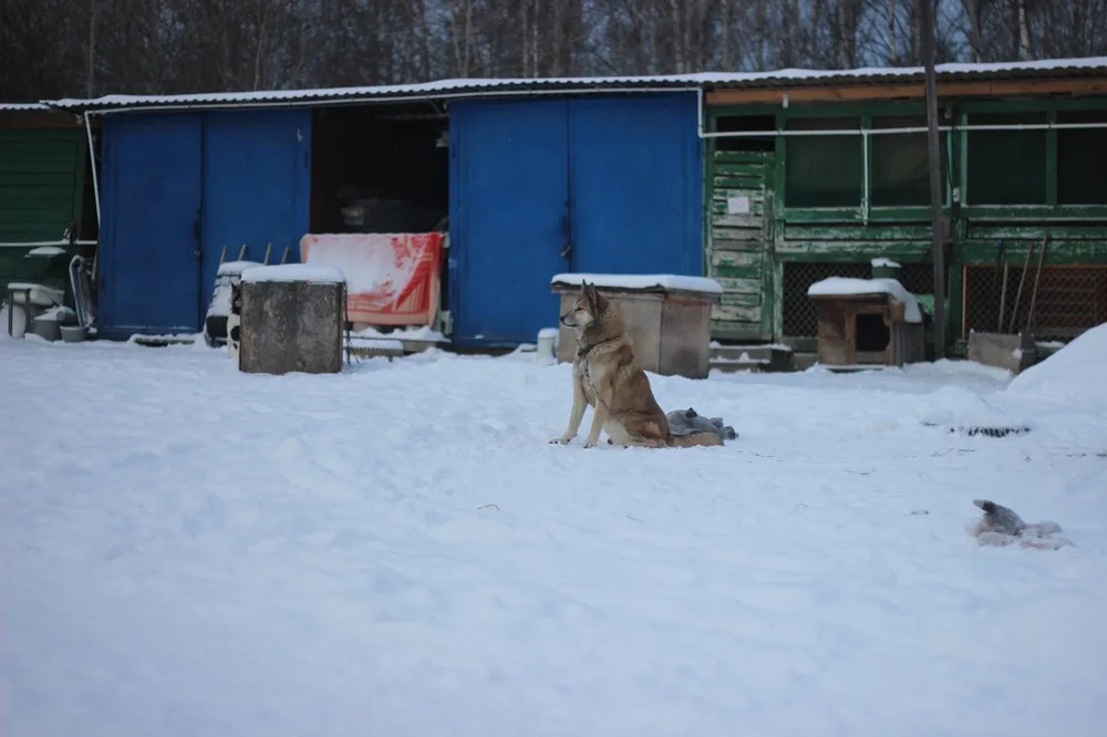 Собака Нотка, сука, Первоуральское городское общество защиты животных, Первоуральск. Фото 19 из 20.