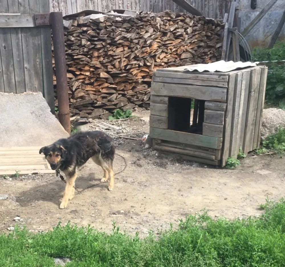 Собака Ванда, сука, Первоуральское городское общество защиты животных, Первоуральск. Фото 3 из 20.