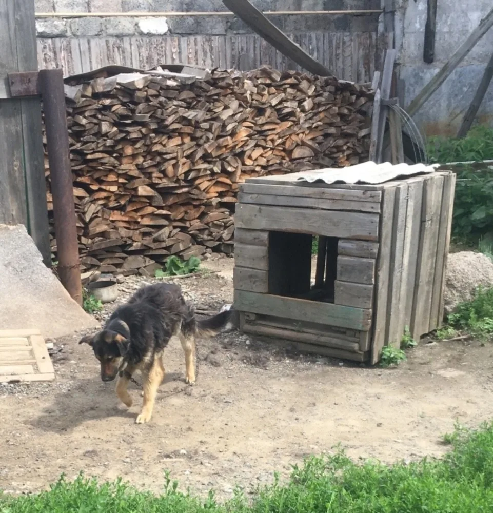 Собака Ванда, сука, Первоуральское городское общество защиты животных, Первоуральск. Фото 4 из 20.