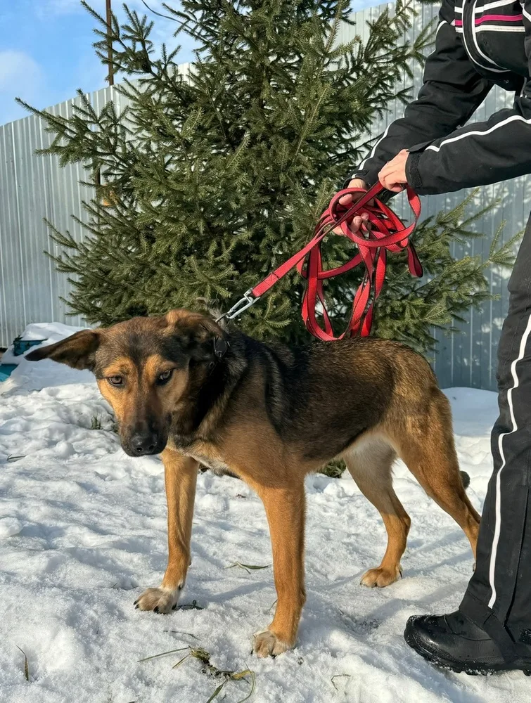 Собака Дороти, сука, Первоуральское городское общество защиты животных, Первоуральск. Фото 15 из 20.