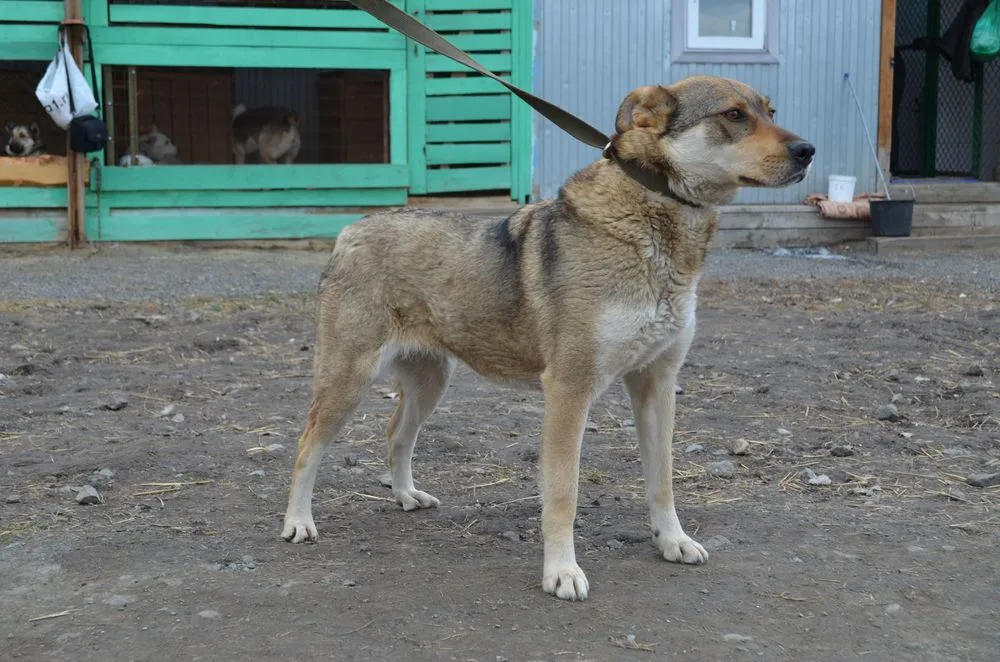 Собака Пэлла, сука, Первоуральское городское общество защиты животных, Первоуральск. Фото 8 из 20.