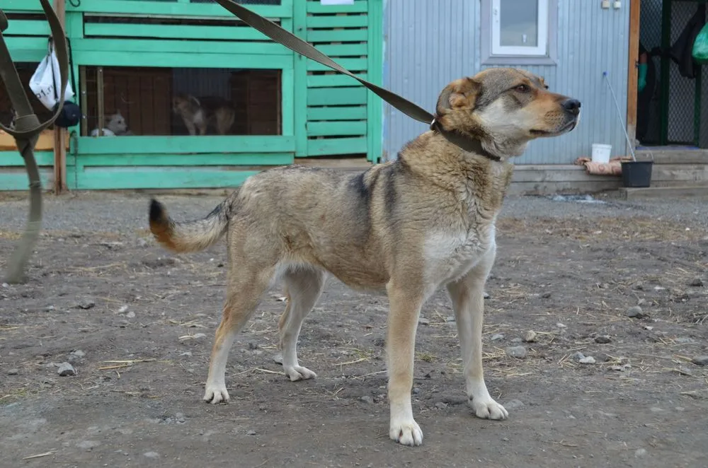 Собака Пэлла, сука, Первоуральское городское общество защиты животных, Первоуральск. Фото 9 из 20.