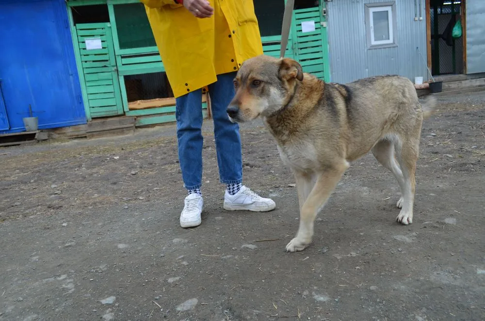 Собака Пэлла, сука, Первоуральское городское общество защиты животных, Первоуральск. Фото 10 из 20.