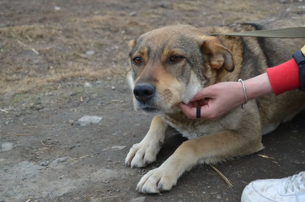 Собака Пэлла, сука, Первоуральское городское общество защиты животных, Первоуральск. Фото 12 из 20.