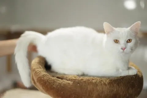 Сахар — кошка, Москва