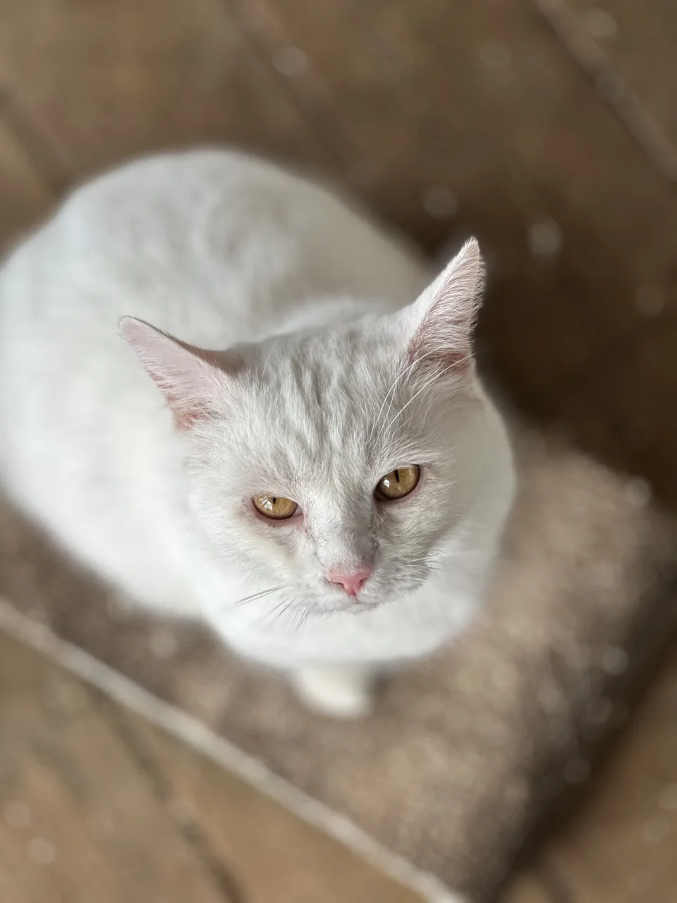 Кошка Сахар, кот, Приют Бирюлево, Москва. Фото 8 из 10.