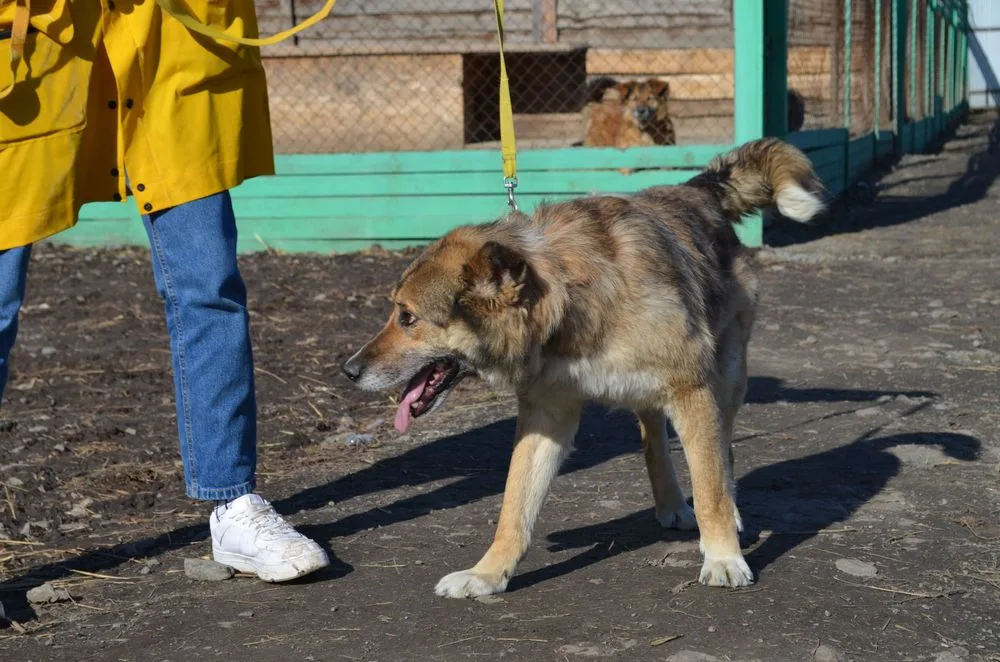 Собака Емельян, кобель, Первоуральское городское общество защиты животных, Первоуральск. Фото 7 из 19.