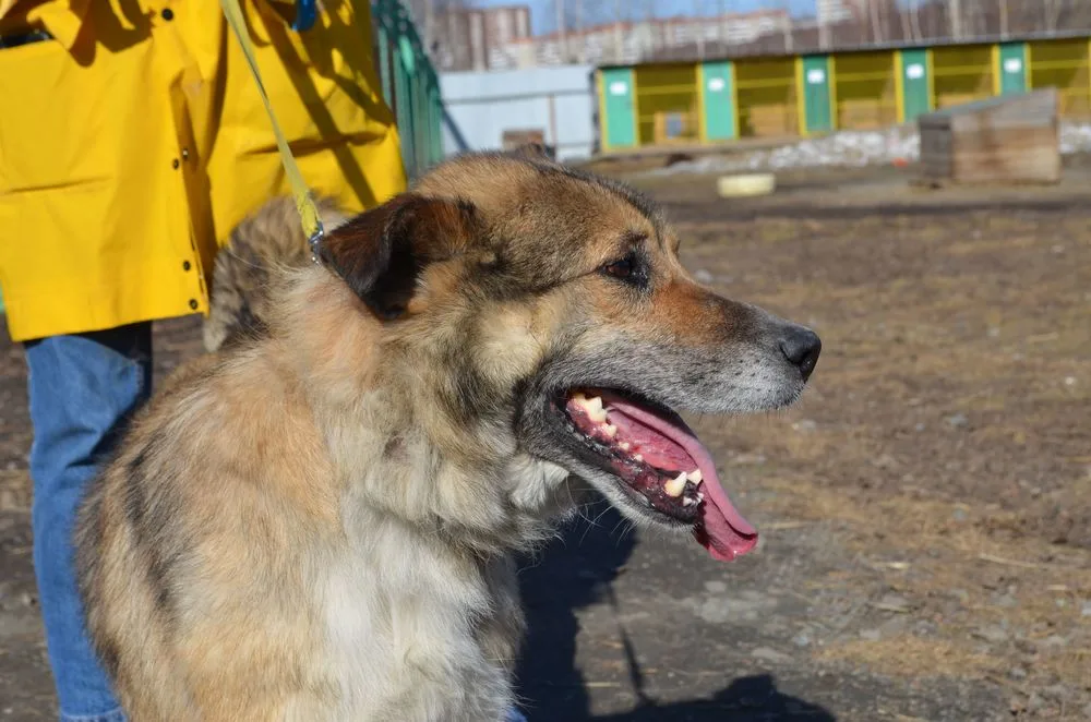 Собака Емельян, кобель, Первоуральское городское общество защиты животных, Первоуральск. Фото 17 из 19.