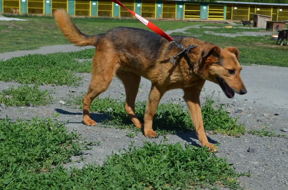Собака Нюша, сука, Первоуральское городское общество защиты животных, Первоуральск. Фото 8 из 20.