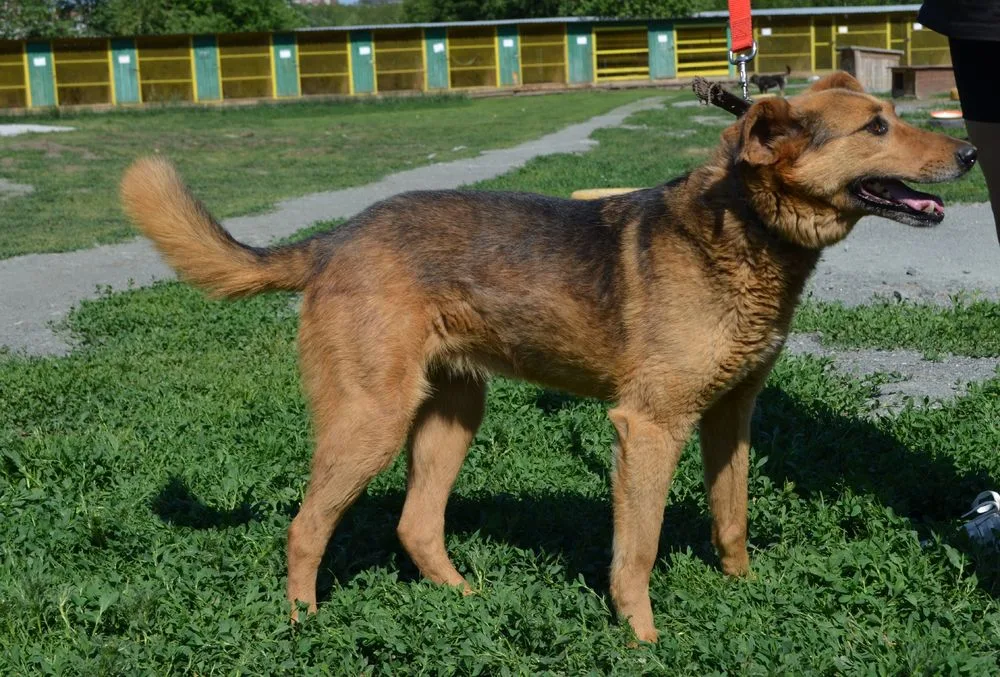 Собака Нюша, сука, Первоуральское городское общество защиты животных, Первоуральск. Фото 10 из 20.
