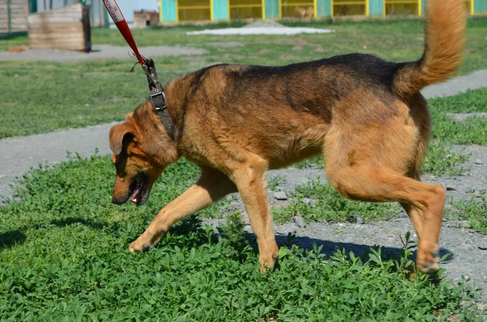 Собака Нюша, сука, Первоуральское городское общество защиты животных, Первоуральск. Фото 12 из 20.