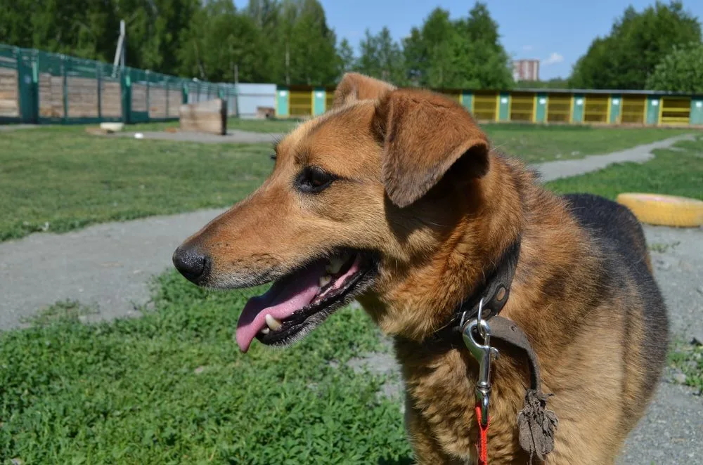 Собака Нюша, сука, Первоуральское городское общество защиты животных, Первоуральск. Фото 14 из 20.