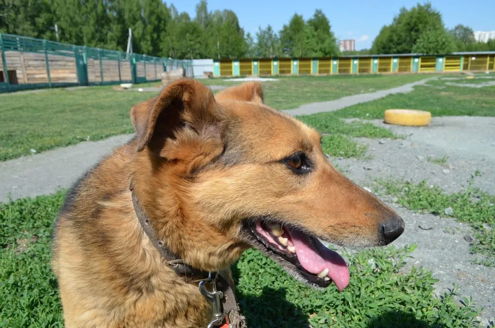 Собака Нюша, сука, Первоуральское городское общество защиты животных, Первоуральск. Фото 15 из 20.