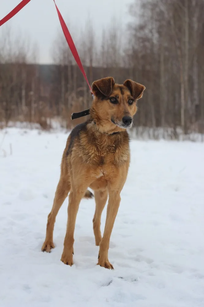 Собака Нюша, сука, Первоуральское городское общество защиты животных, Первоуральск. Фото 20 из 20.
