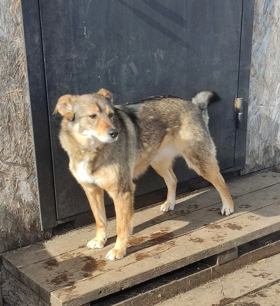 Собака Зося, сука, Первоуральское городское общество защиты животных, Первоуральск. Фото 3 из 20.