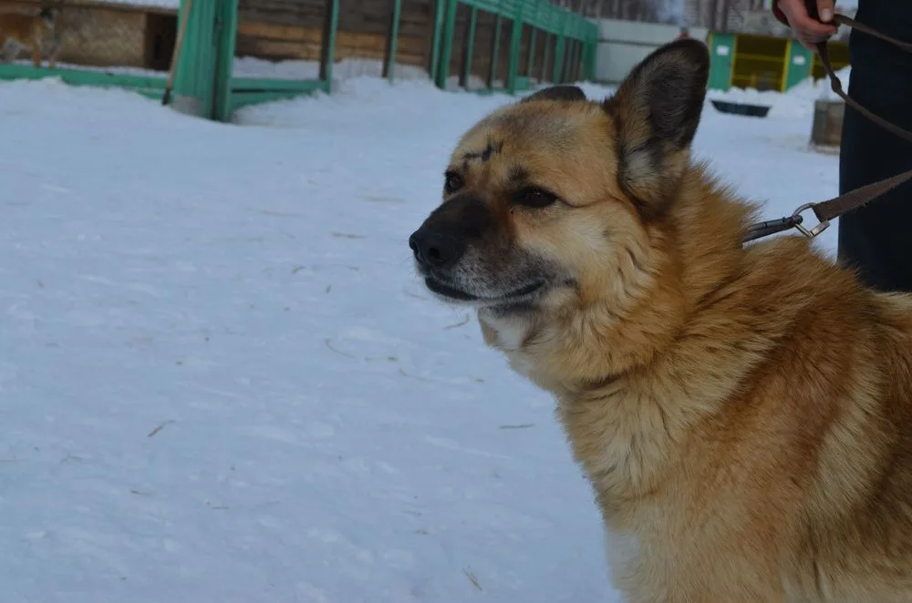 Собака Толик, кобель, Первоуральское городское общество защиты животных, Первоуральск. Фото 19 из 20.