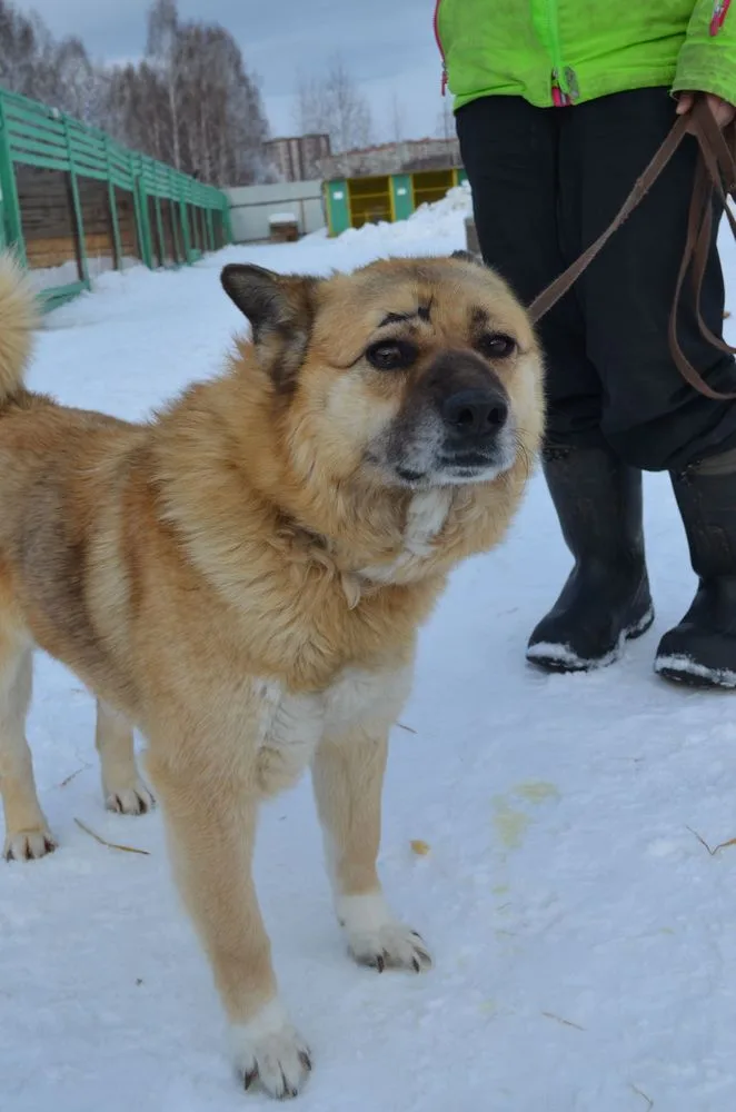 Собака Толик, кобель, Первоуральское городское общество защиты животных, Первоуральск. Фото 20 из 20.