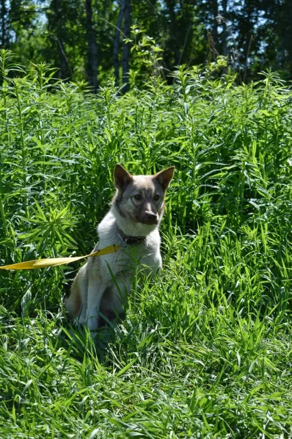 Салли — собака 6 лет, Первоуральск