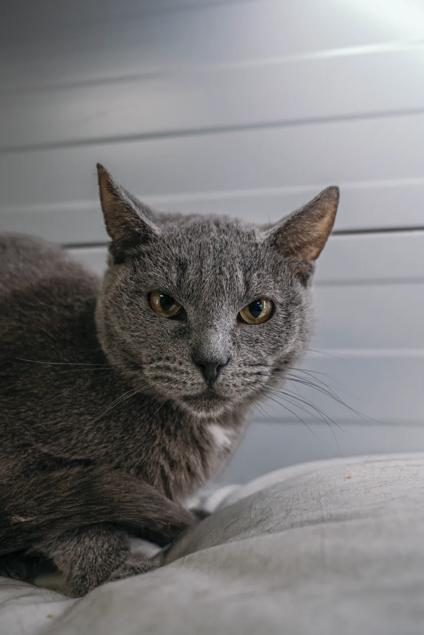 Кошка Бронкс, кот, Приют Бирюлево, Москва. Фото 4 из 9.