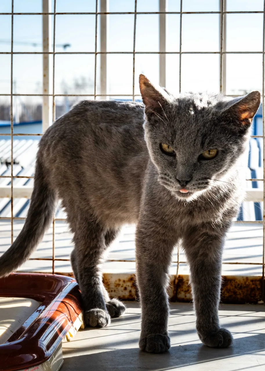 Кошка Бронкс, кот, Приют Бирюлево, Москва. Фото 8 из 9.