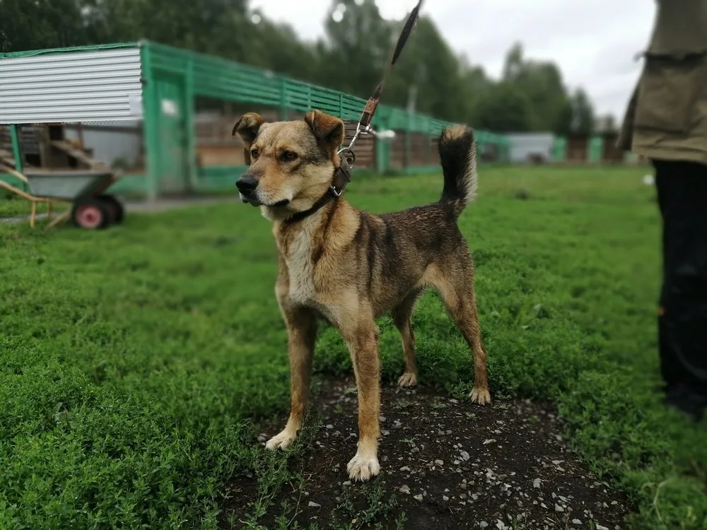 Собака Куззи, сука, Первоуральское городское общество защиты животных, Первоуральск. Фото 15 из 20.
