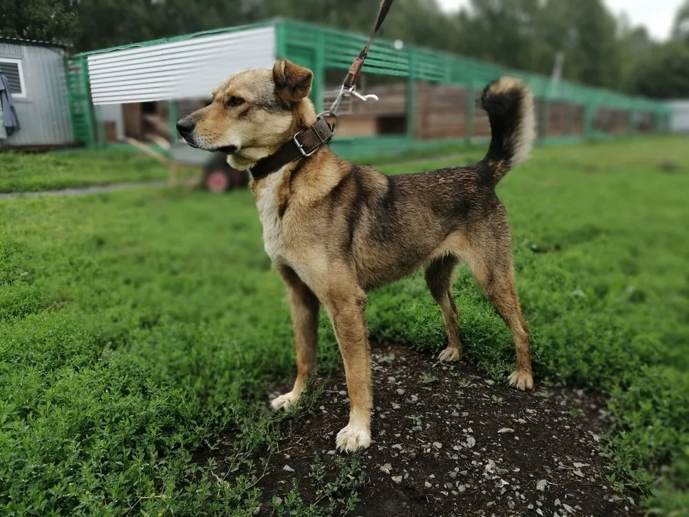 Собака Куззи, сука, Первоуральское городское общество защиты животных, Первоуральск. Фото 16 из 20.